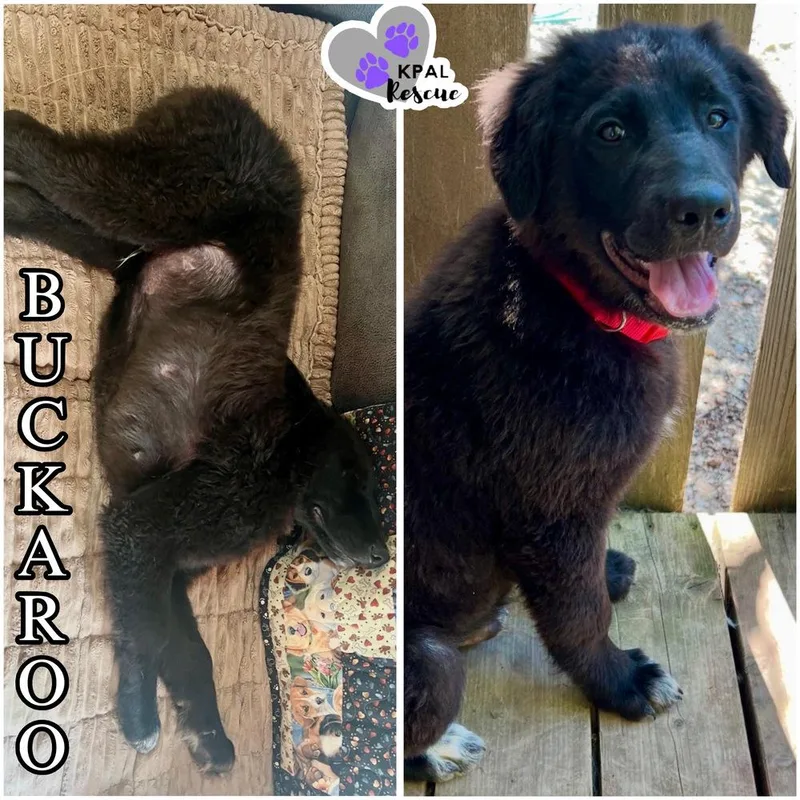 A baby large-sized male Tricolor (Brown, Black, & White) Mixed Breed dog named Buckaroo Yeehaw Litter for adoption in Kenai, AK