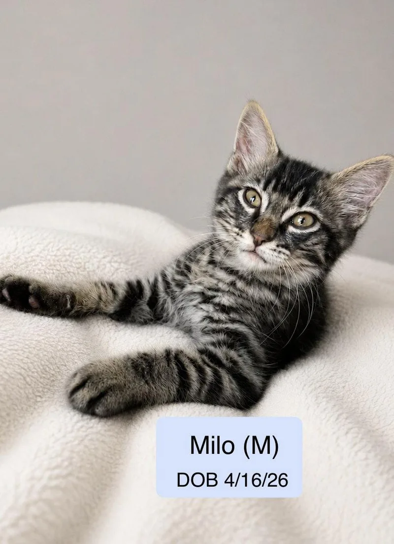 A baby medium-sized male Tabby cat named Milo for adoption in Vacaville, CA