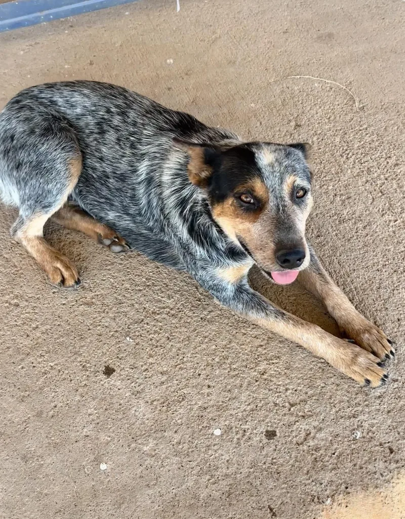 Dora