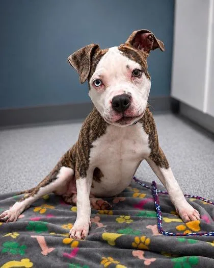 A young medium-sized male White / Cream Pit Bull Terrier dog named Marley for adoption in Tinley Park, IL
