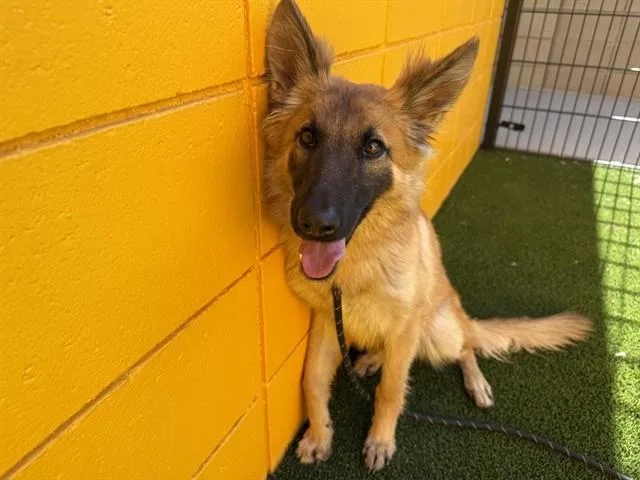 A young large-sized female German Shepherd Dog dog named Sunshine for adoption in Mesa, AZ
