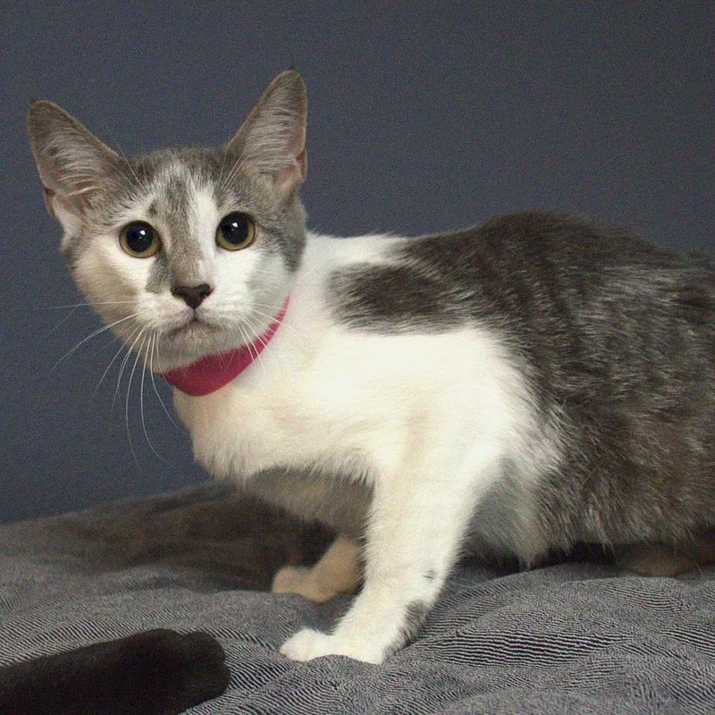 A baby medium-sized female Gray / Blue / Silver Domestic Short Hair cat named Nov for adoption in Lakeland, FL