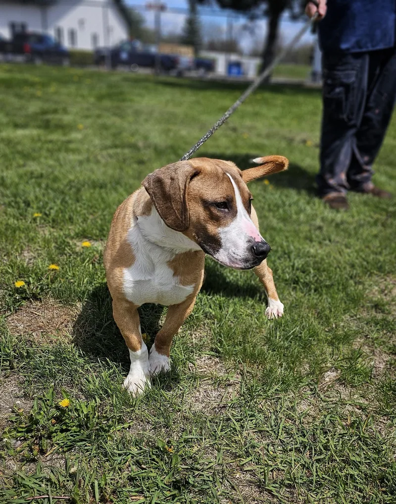 An adult medium-sized male Red / Chestnut / Orange Basset Hound dog named Dalton for adoption in Bay City, MI