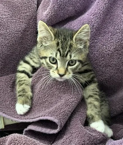 A baby small-sized male Domestic Short Hair cat named Sheriff for adoption in Hamilton, NJ