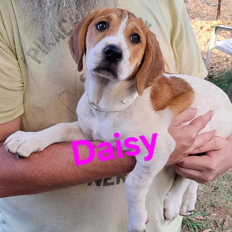 A baby medium-sized female Hound dog named Daisy May for adoption in Albany, NY