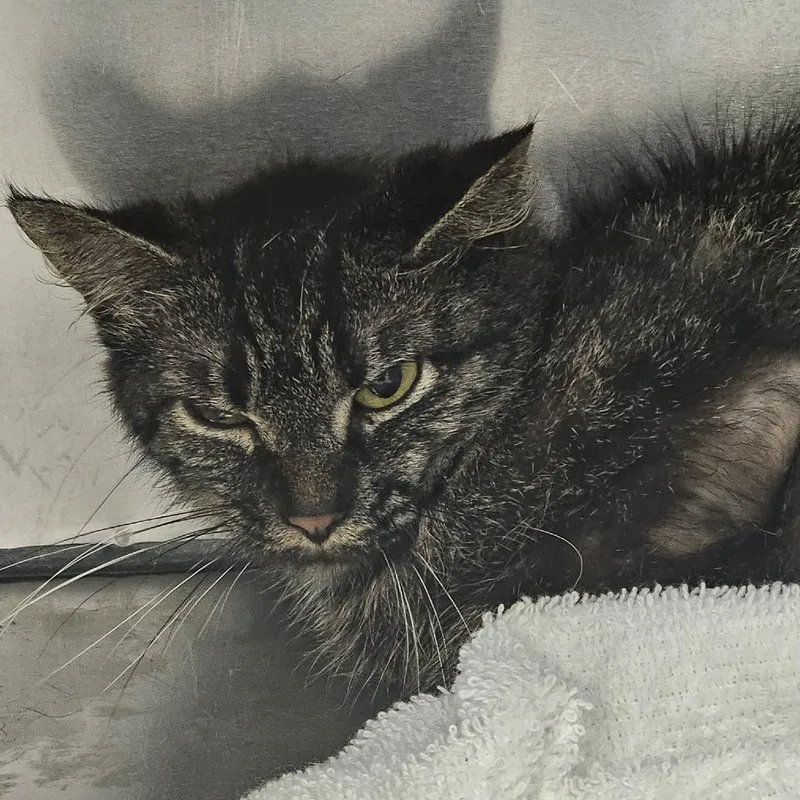 An adult medium-sized female Brown / Chocolate Domestic Medium Hair cat named Dana for adoption in Martinsville, VA