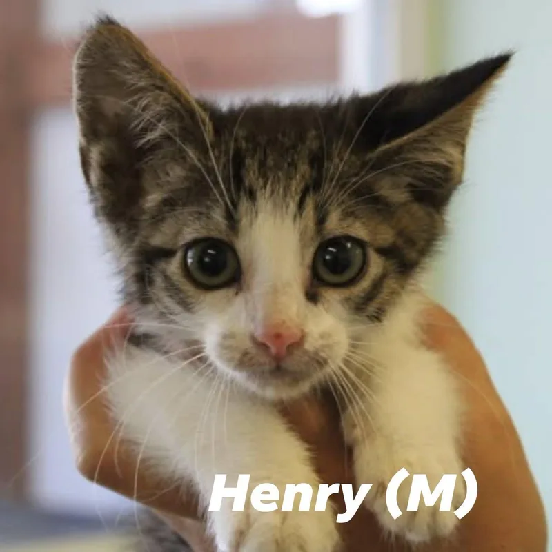 A baby medium-sized male Domestic Short Hair cat named Henry for adoption in Weaverville, CA