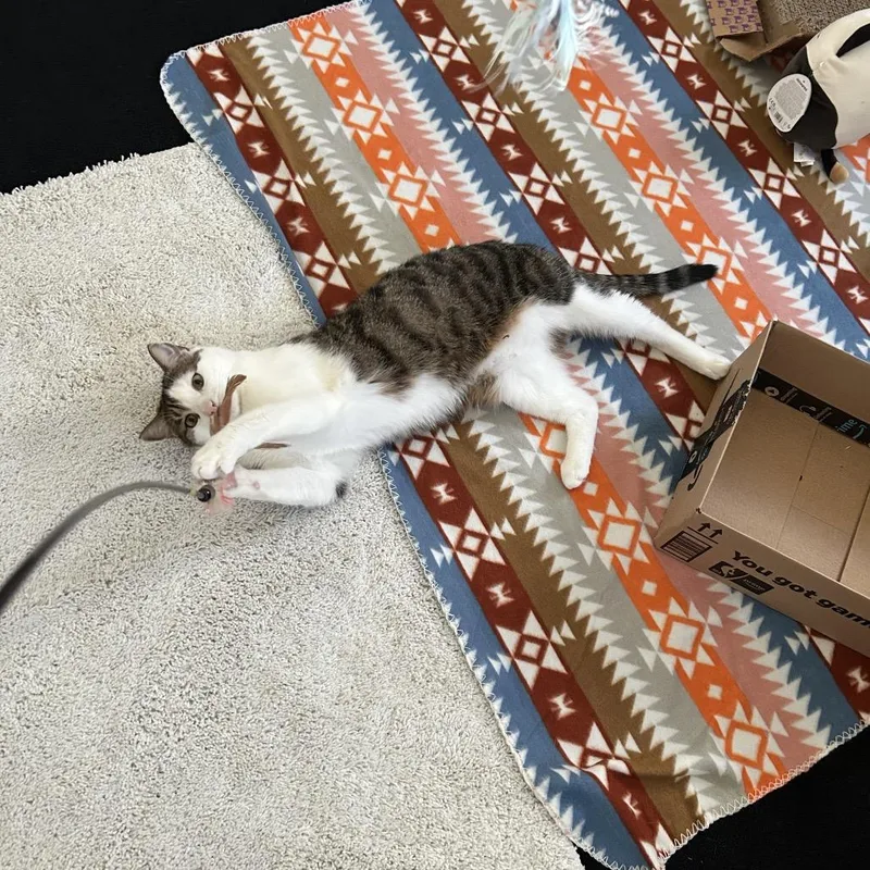 An adult large-sized male White Domestic Short Hair cat named Jack for adoption in Manchester, CT