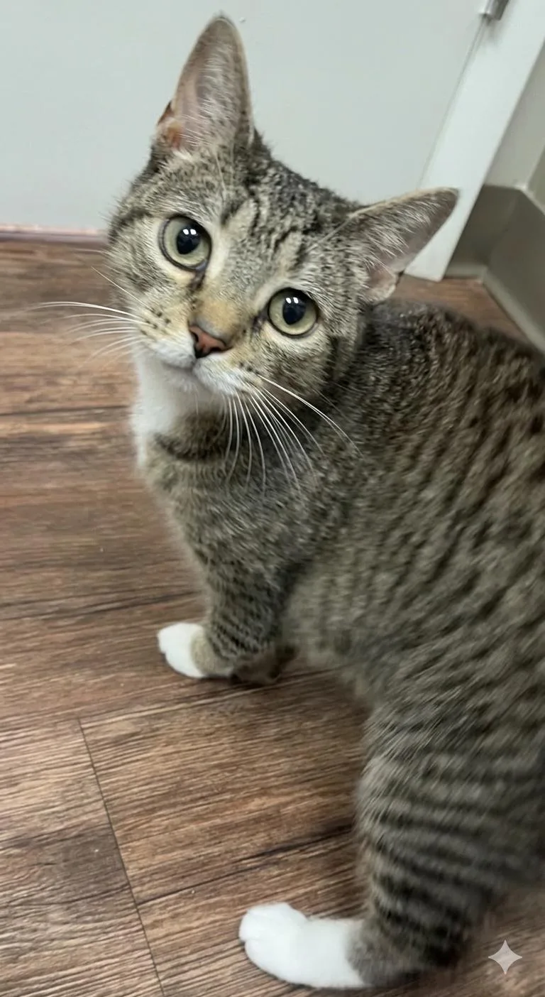 An adult medium-sized female Tabby (Buff / Tan / Fawn) Domestic Short Hair cat named Pumpkin for adoption in Nolensville, TN