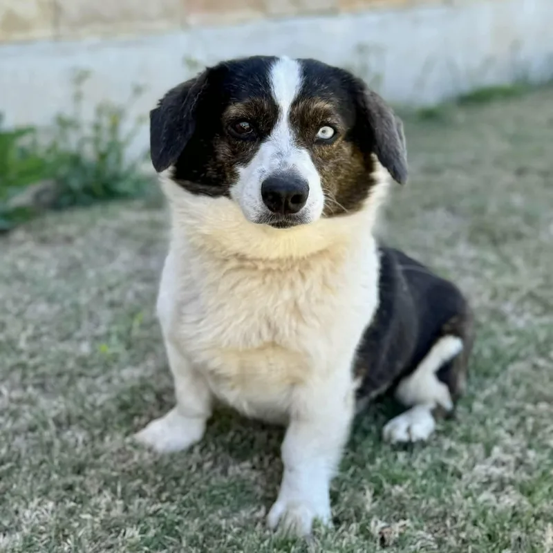 Benny