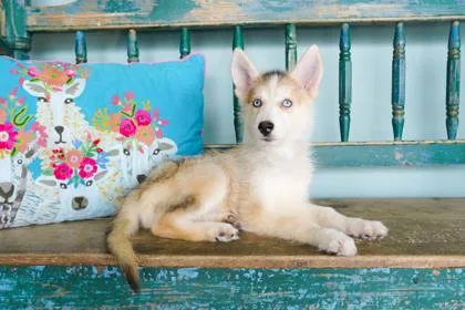 A baby small-sized female Siberian Husky dog named Tequila for adoption in San Antonio, TX