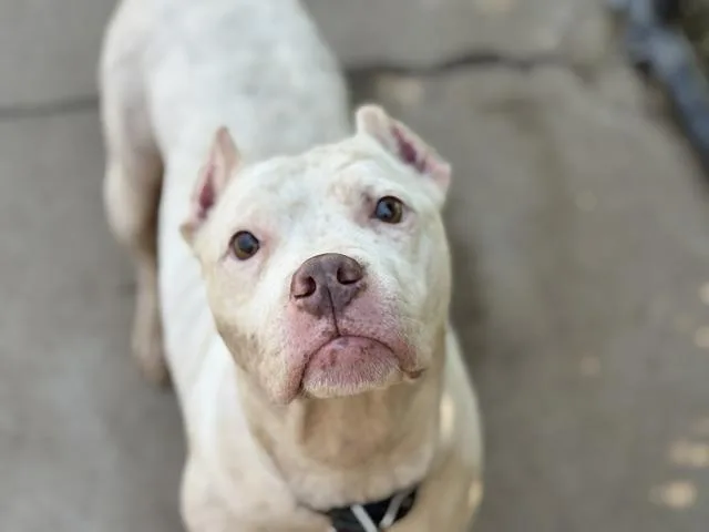 An adult medium-sized female Pit Bull Terrier dog named Melanie for adoption in Tulsa, OK