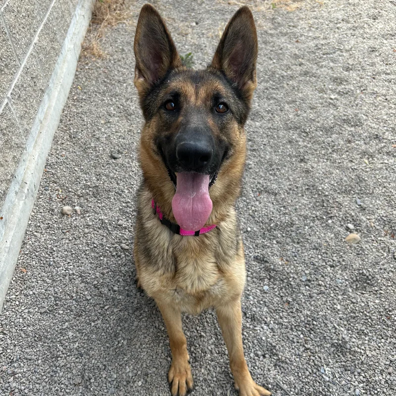 A young large-sized female Bicolor German Shepherd Dog dog named Iris for adoption in Lindon, UT