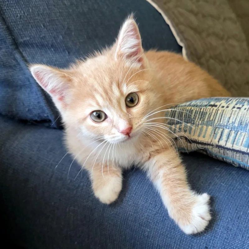 A baby small-sized male Orange / Red Domestic Short Hair cat named Reggae for adoption in Mission Viejo, CA