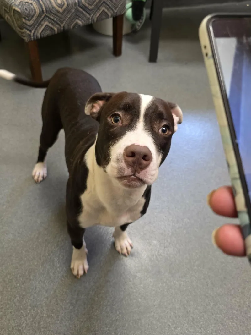 A young medium-sized male Pit Bull Terrier dog named Styles for adoption in Amherst, VA