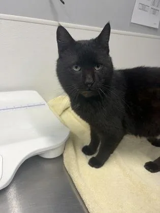 An adult small-sized male Domestic Short Hair cat named Kingston for adoption in West Chester, PA