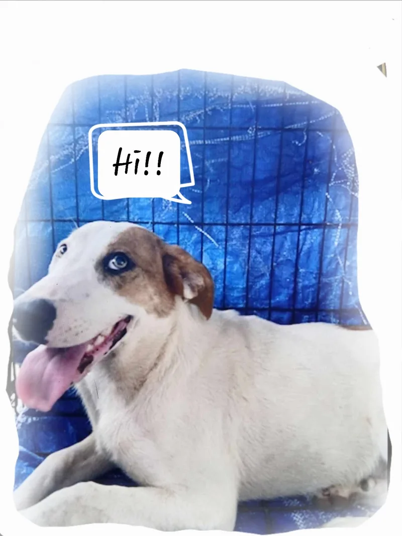 Sassy Girl Hound Dog!!