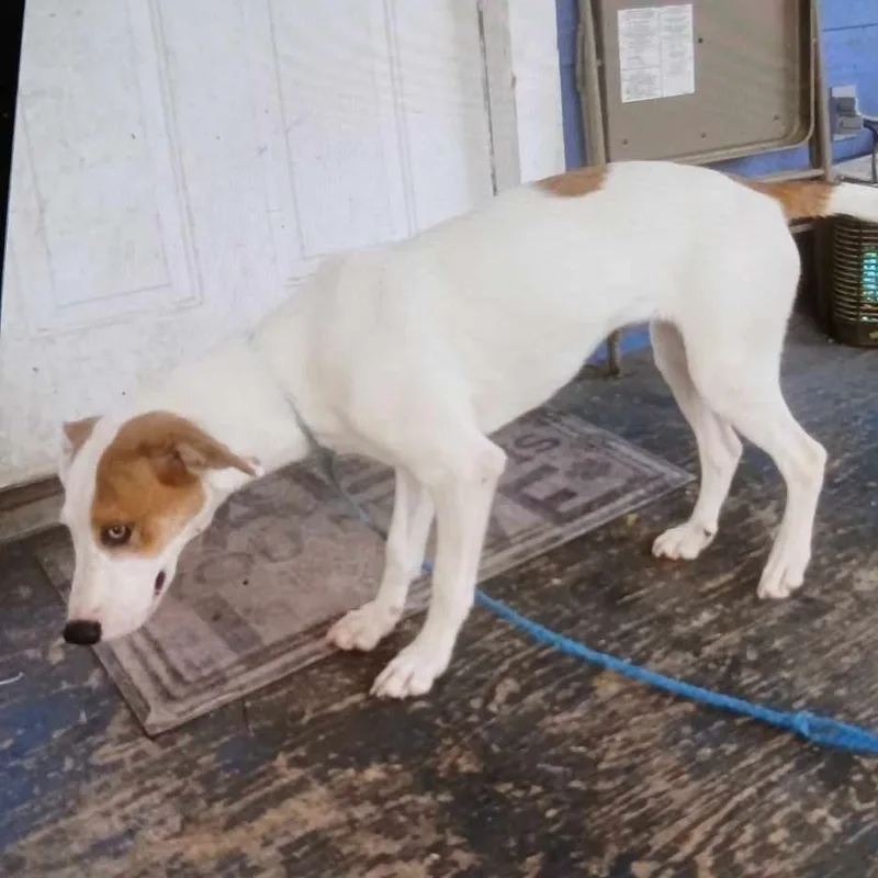 Sassy Girl Hound Dog!! thumbnail 2