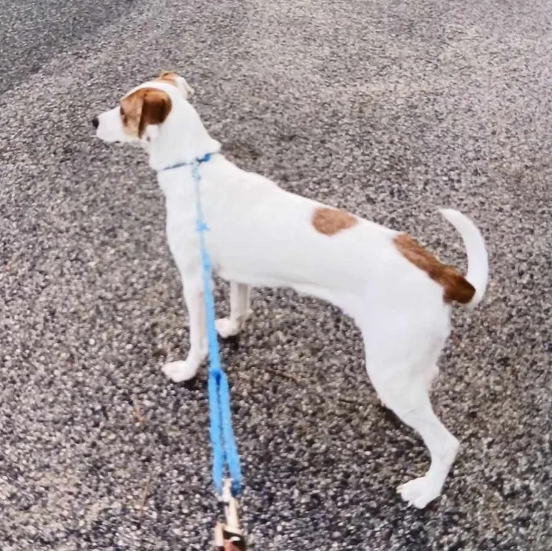 Sassy Girl Hound Dog!! thumbnail 3