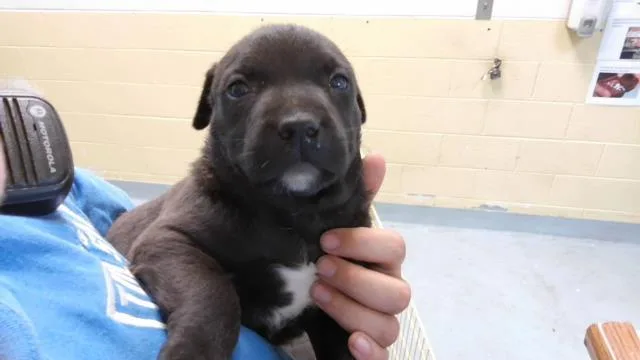 A baby small-sized male Labrador Retriever dog named Black for adoption in Tulsa, OK