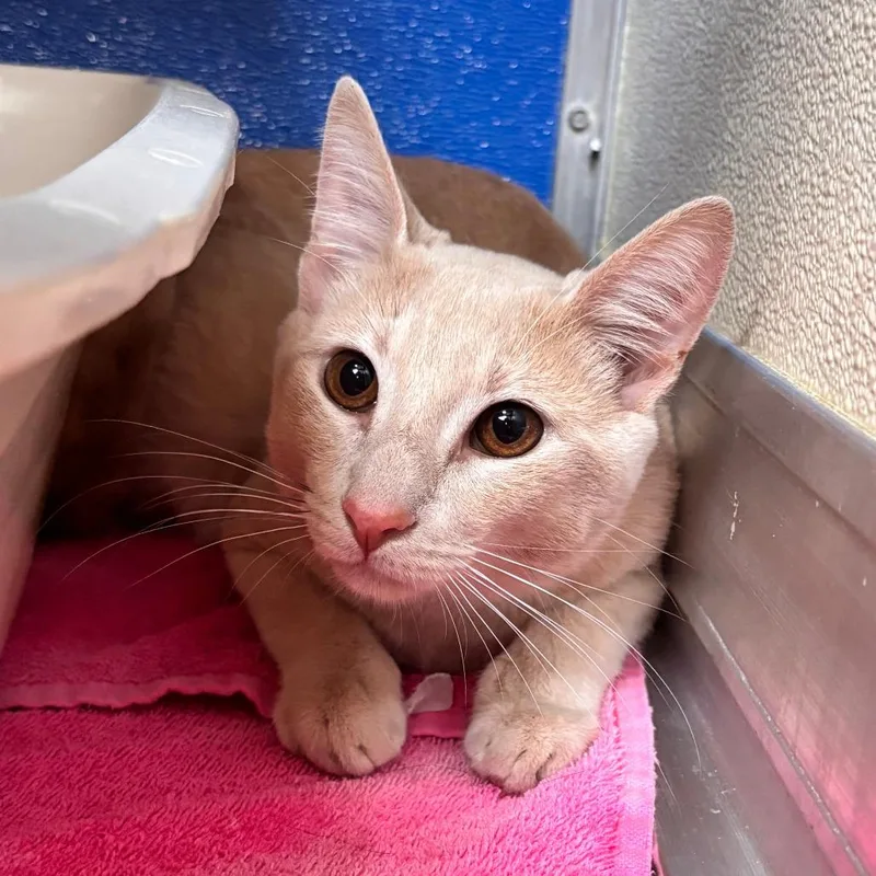 A young medium-sized male Buff / Tan / Fawn Domestic Short Hair cat named Peaches for adoption in Lynchburg, VA