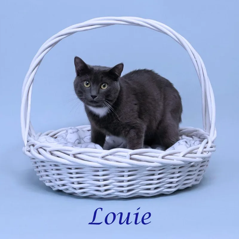 Louie C