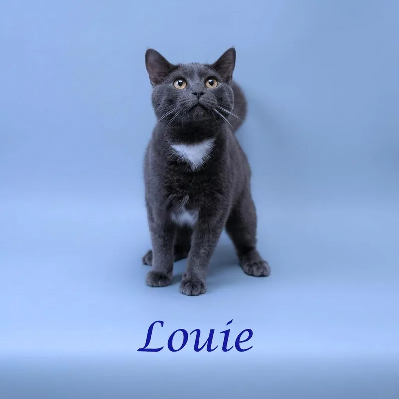 Louie C thumbnail 2