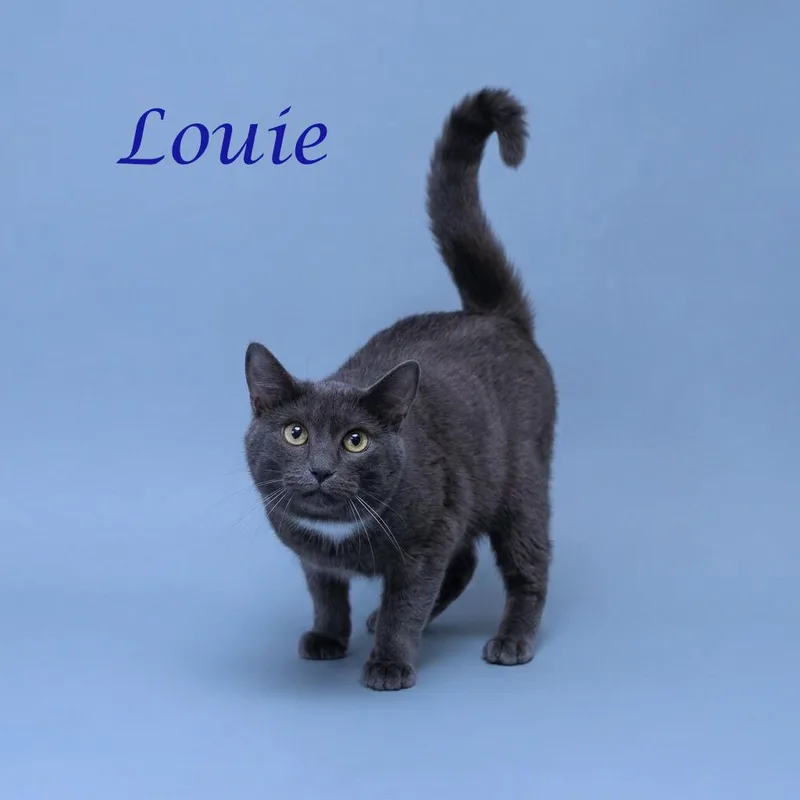 Louie C thumbnail 3