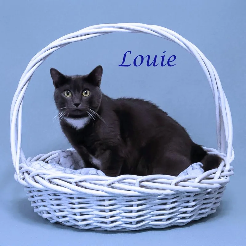 Louie C thumbnail 4