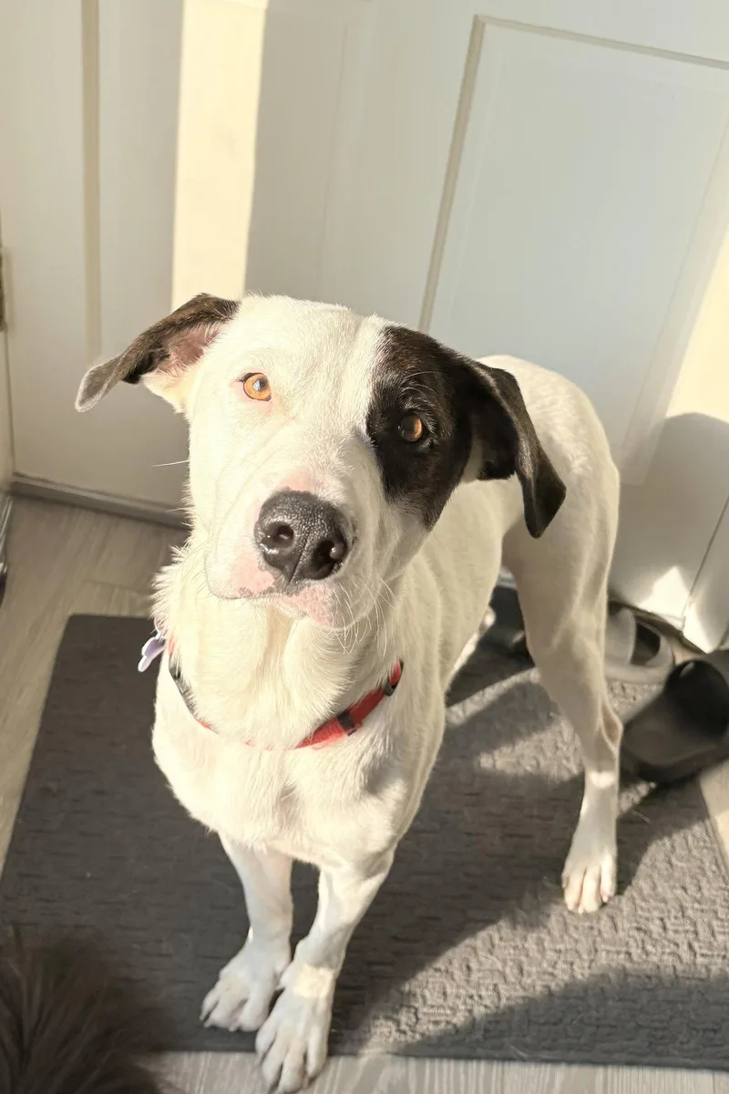 An adult medium-sized male Border Collie dog named Patch for adoption in St. Louis, MO