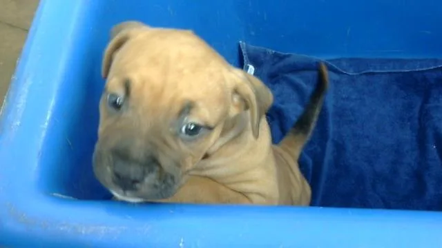 A baby large-sized male Mixed Breed dog named Timber for adoption in Dallas, TX