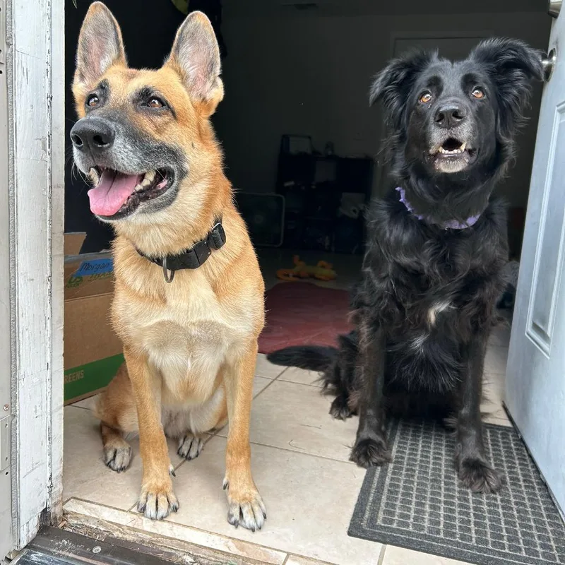 An adult large-sized female Shepherd dog named Zo for adoption in Sarasota, FL