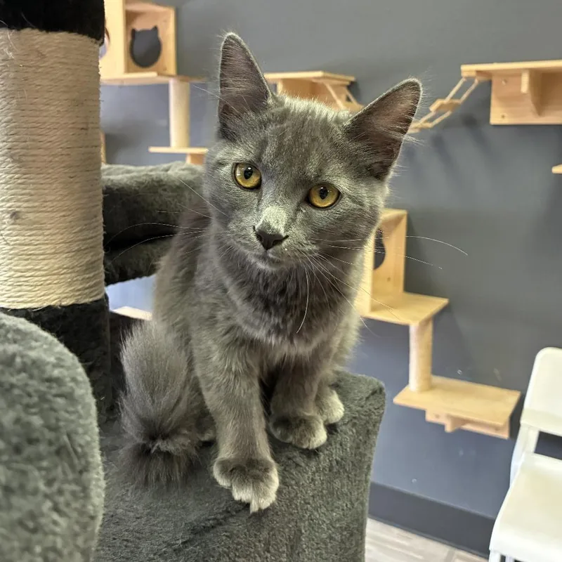 A baby small-sized male Gray / Blue / Silver Domestic Short Hair cat named Rembrandt for adoption in Las Vegas, NV