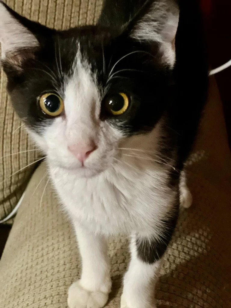 A baby medium-sized male Black & White / Tuxedo Domestic Short Hair cat named Sentry for adoption in Cromwell, KY