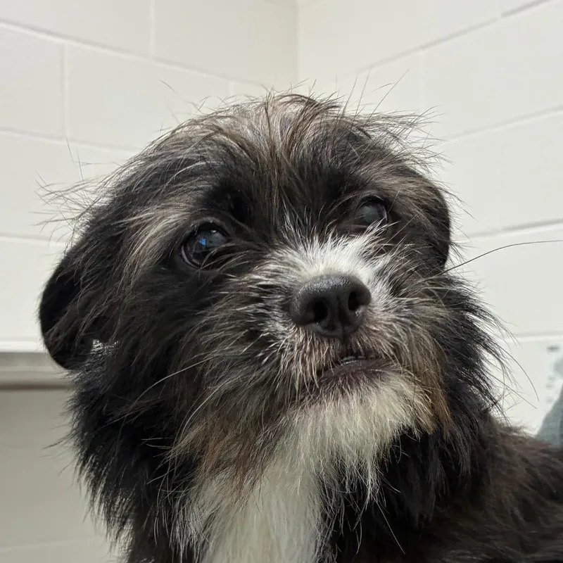 A young small-sized female Black Shih Tzu dog named Su for adoption in Corpus Christi, TX