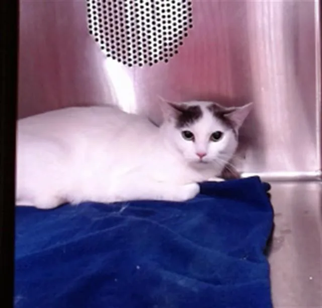 An adult medium-sized female Domestic Short Hair cat named Moon for adoption in Albuquerque, NM