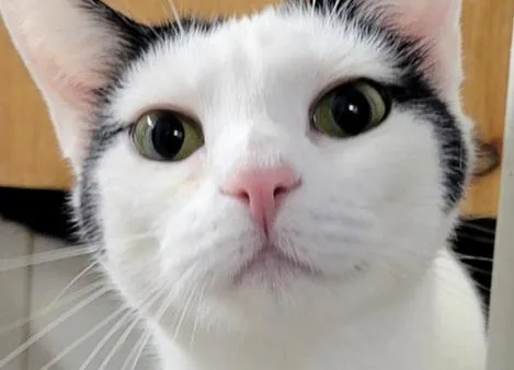 An adult large-sized female Black & White / Tuxedo Domestic Short Hair cat named Leah for adoption in Hartwell, GA