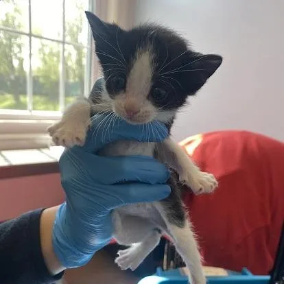 A baby small-sized male Black Domestic Short Hair cat named Skunk for adoption in South Elgin, IL