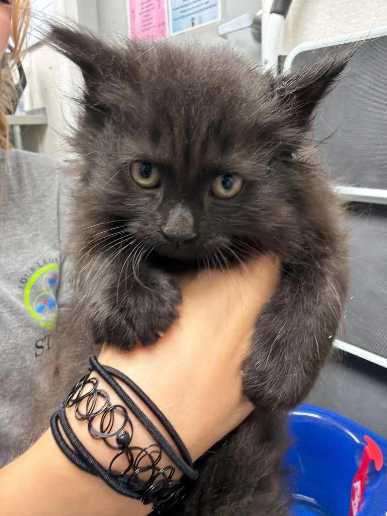 A baby medium-sized female Domestic Long Hair cat named Cassiopeia for adoption in Pomona, NY