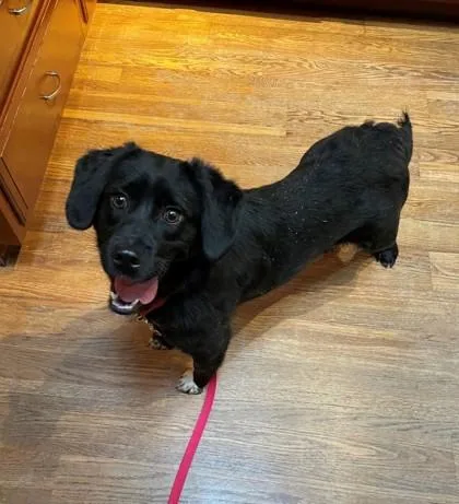 An adult large-sized female Mixed Breed dog named Lacey for adoption in Fairfax, VA