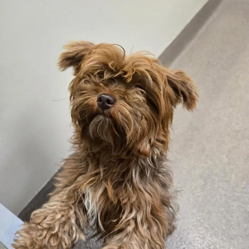 An adult small-sized male Gray / Blue / Silver Yorkshire Terrier dog named Iepastray for adoption in Upland, CA