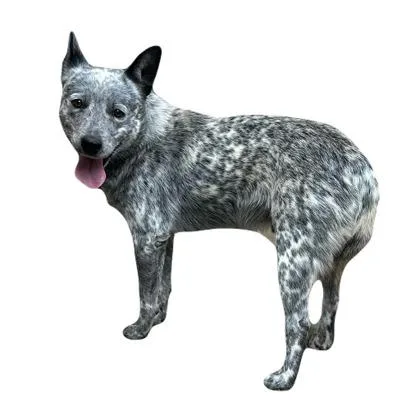 A young medium-sized male Australian Cattle Dog / Blue Heeler dog named Spur for adoption in Red Bluff, CA