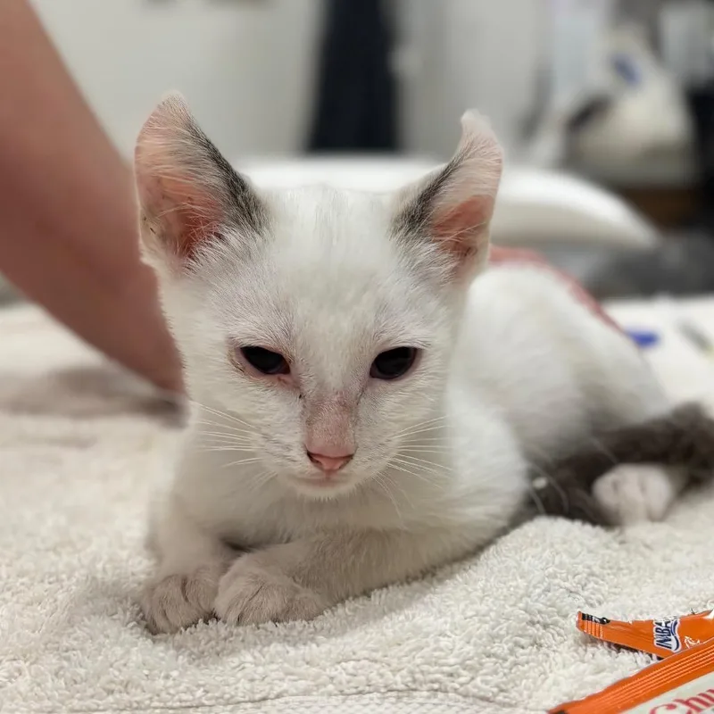 A baby small-sized female White Domestic Short Hair cat named Curly for adoption in Nashville, IN