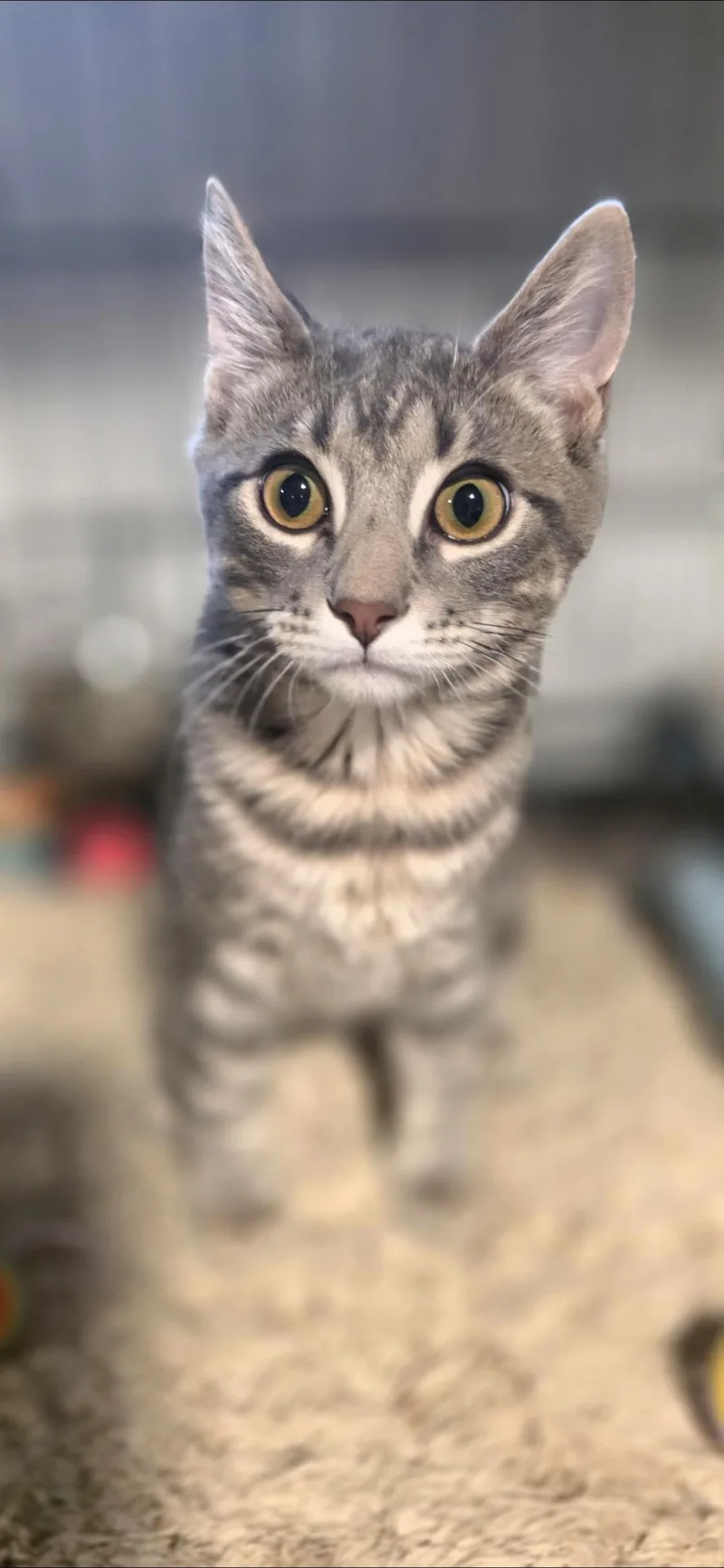 A baby medium-sized male Gray / Blue / Silver Domestic Short Hair cat named Alvin: Small Paws  for adoption in North Bergen, NJ
