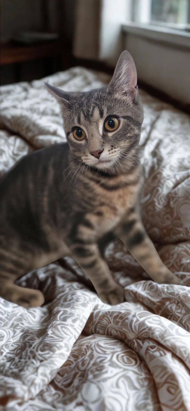 Alvin: Small Paws  thumbnail 4