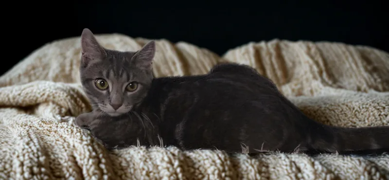 Alvin: Small Paws  thumbnail 5