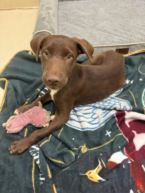 A baby small-sized male Brown / Chocolate Labrador Retriever dog named Flash for adoption in Kalamazoo, MI
