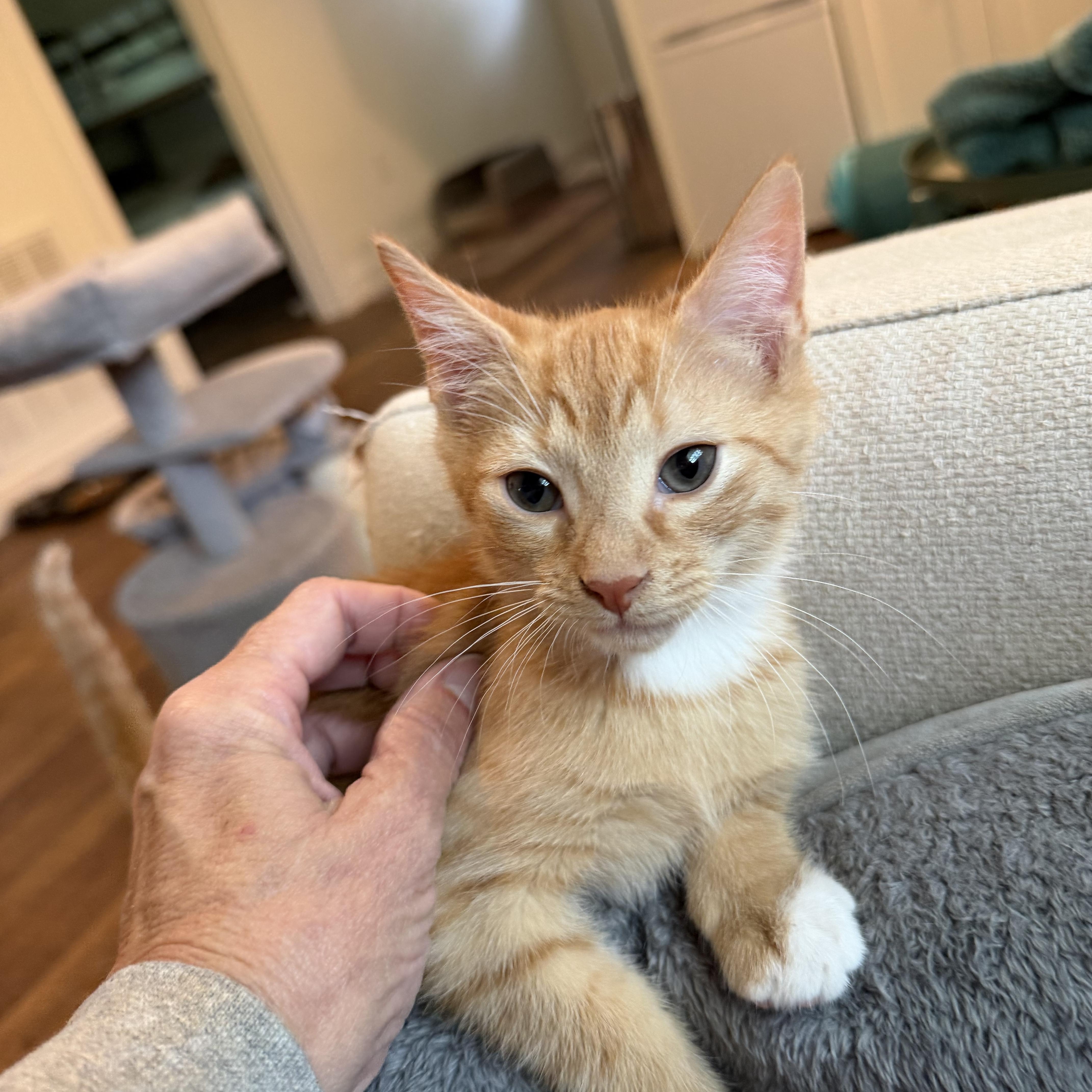 A baby medium-sized male Orange & White Domestic Short Hair cat named Skipper & Sailor for adoption in Alabaster, AL