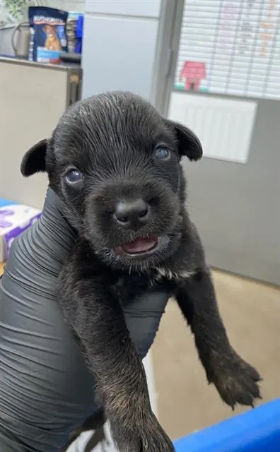 A baby large-sized male Mixed Breed dog named Squiggles for adoption in Dallas, TX