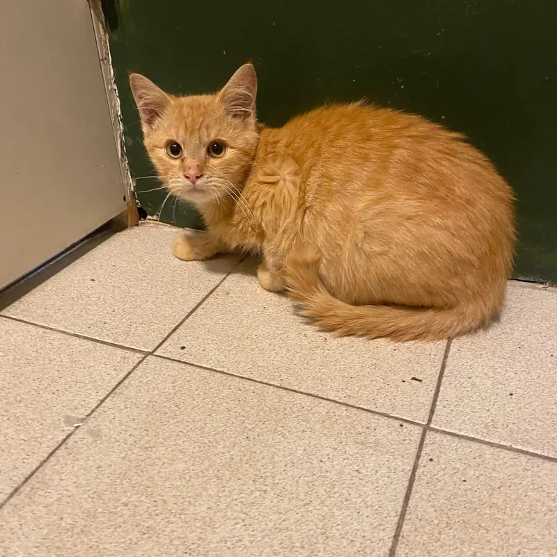 A baby medium-sized male Domestic Medium Hair cat named Cider for adoption in Ontario, NY